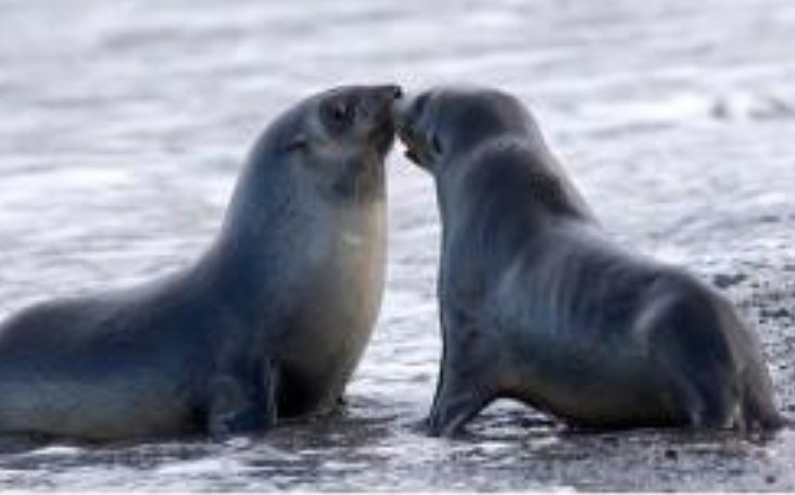 Loài có khả năng giao phối mạnh nhất thế giới, chúng 'giao phối' liên tục 70 ngày không nghỉ, tại sao hải cẩu lông lại mạnh đến vậy?