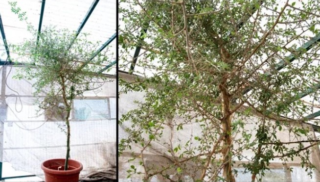 Bí ẩn hạt giống 1.000 năm tuổi được hồi sinh, là loài cây đã tuyệt chủng, xuất hiện trong Kinh thánh