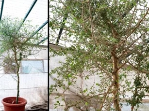 Bí ẩn hạt giống 1.000 năm tuổi được hồi sinh, là loài cây đã tuyệt chủng, xuất hiện trong Kinh thánh