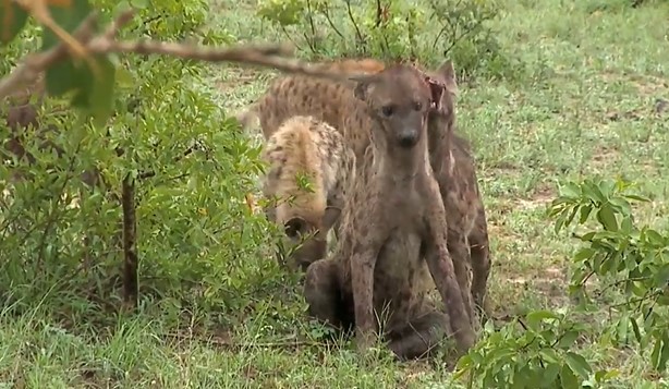 CLIP: Linh cẩu bị đồng loại cắn rớt tai trong cuộc chiến tranh giành ngôi vương