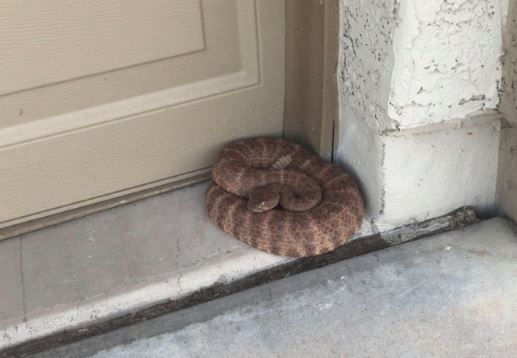 5 loại động vật này đột nhiên vào nhà, chớ nên đánh đuổi mà mang họa!