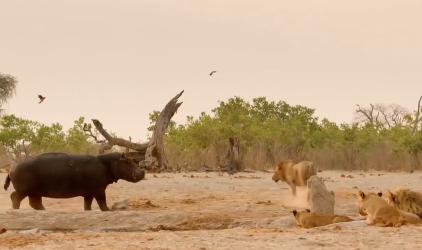 CLIP: Bầy sư tử chạy tán loạn khi đối đầu với loài động vật ăn cỏ này
