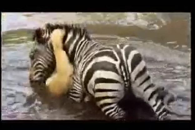 CLIP: Sư tử suýt bỏ mạng vì bị ngựa vằn phản đòn dưới sông