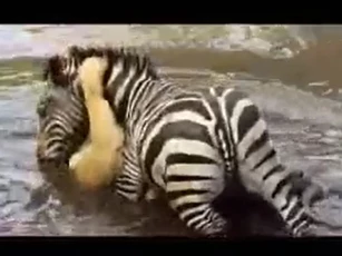 CLIP: Sư tử suýt bỏ mạng vì bị ngựa vằn phản đòn dưới sông