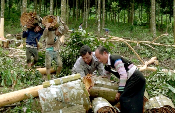 Vì sao cần hệ sinh thái cho ngành quế tận dụng FTA? 