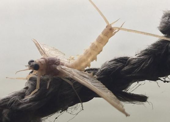 Đặc sản độc đáo nhất Hà Nội: Người có tiền chưa chắc mua được, tên gọi cực lạ nghe vài lần mới hiểu