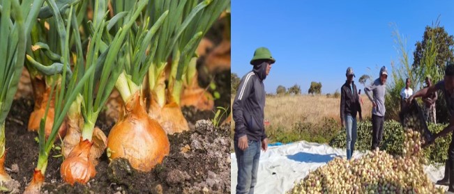 Loại củ giá rẻ tại Việt Nam nhưng lại cháy hàng ở Châu Phi, có giá 800.000VND/30kg