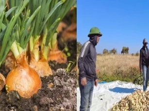 Loại củ giá rẻ tại Việt Nam nhưng lại cháy hàng ở Châu Phi, có giá 800.000VND/30kg
