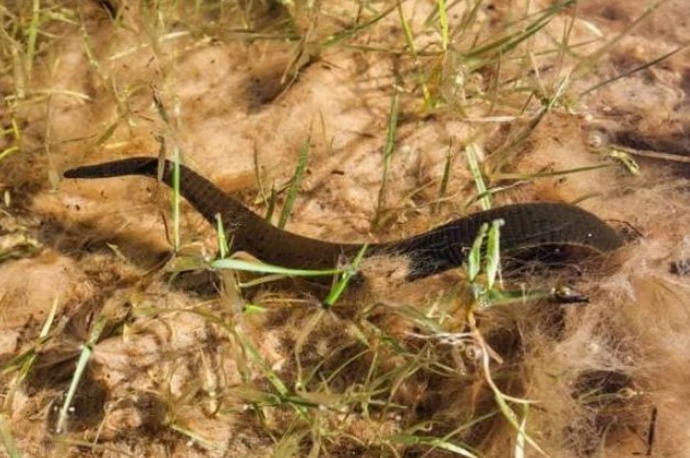 Nếu con đỉa ban đầu vô tình bị ai đó ăn thịt, liệu con đỉa có còn sống sót trong dạ dày con người không?