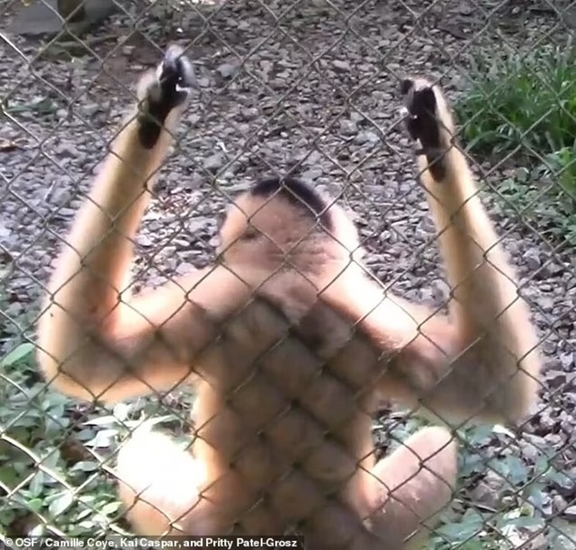 Bất ngờ với clip vượn nhảy ở Ninh Bình được mô tả như sự kết hợp của Peter Crouch và Michael Jackson