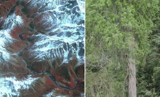 Cận cảnh cây cao nhất châu Á nằm trong hẻm núi trên cạn lớn nhất Trái Đất, khó tiếp cận được