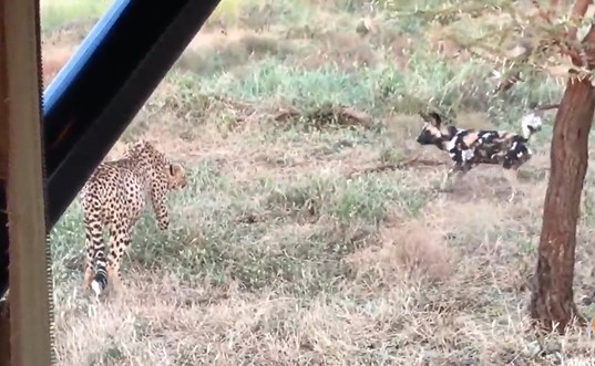 CLIP: Báo săn ác chiến kịch tính với đàn chó hoang để tranh giành miếng ăn