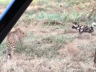 CLIP: Báo săn ác chiến kịch tính với đàn chó hoang để tranh giành miếng ăn