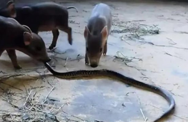 Rắn có độc đến mấy cũng không giết được lợn? Tại sao lợn là kẻ thù tự nhiên của rắn?