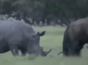 CLIP: Cuộc đụng độ giữa hai kẻ khổng lồ, trâu rừng táo bạo lãnh trọn cú húc 'tử thần' từ tê giác