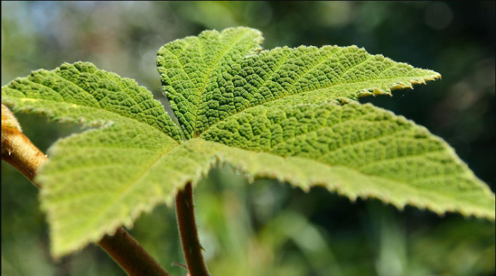 Các nhà khoa học thông tin về việc con người sắp dịch được ngôn ngữ của các loài cây