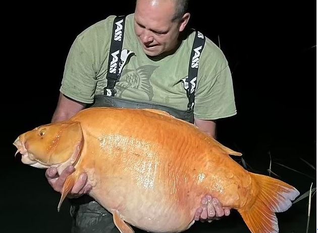 Cá vàng lớn nhất thế giới 20 năm tuổi suýt kéo cần thủ xuống nước