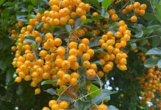 Cây dại xưa mọc đầy bờ rào không ai ngó, nay chuyển lên thành phố bán tha hồ 'hốt bạc', đang là trào lưu hot của nhiều chị em