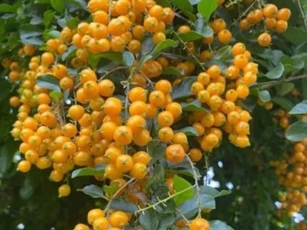 Cây dại xưa mọc đầy bờ rào không ai ngó, nay chuyển lên thành phố bán tha hồ 'hốt bạc', đang là trào lưu hot của nhiều chị em