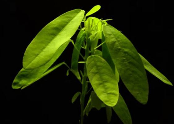 Giải mã bí ẩn về loài cây của Việt Nam hễ nghe thấy nhạc là tự nhảy múa, nhiều người chưa từng thấy