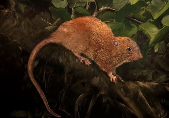 Phát hiện loài gặm nhấm khổng lồ nằm trong Sách đỏ, ảnh cận cảnh khiến cả thế giới sửng sốt