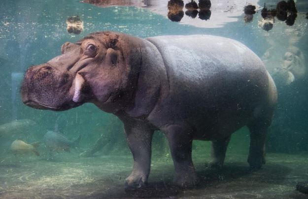 Bất ngờ với nghiên cứu nói hà mã có thể bay lên không trung