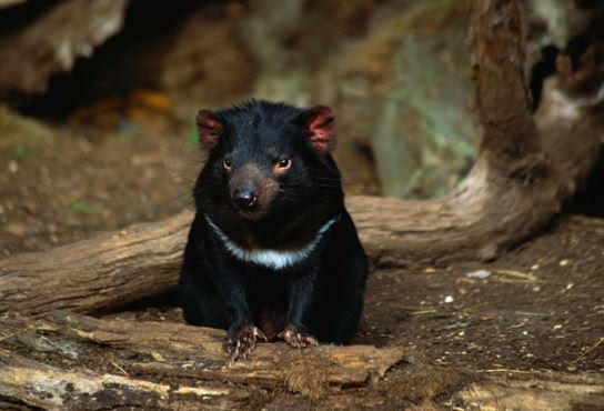 Loài thú sát thủ ăn thịt từng ‘hồi sinh’ sau 3.000 năm, tiếng kêu rùng rợn nghe 1 lần ám ảnh đến già