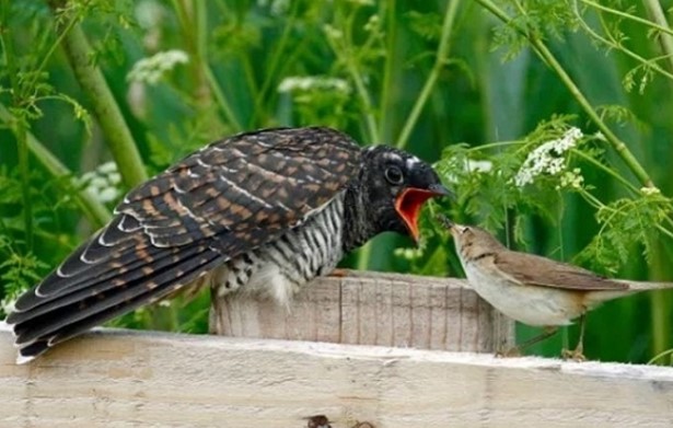 Việt Nam sở hữu loài chim bạc tình, lưu manh nhất thế giới: Ác từ trong trứng, miễn nhiễm với độc tố