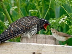 Việt Nam sở hữu loài chim bạc tình, lưu manh nhất thế giới: Ác từ trong trứng, miễn nhiễm với độc tố