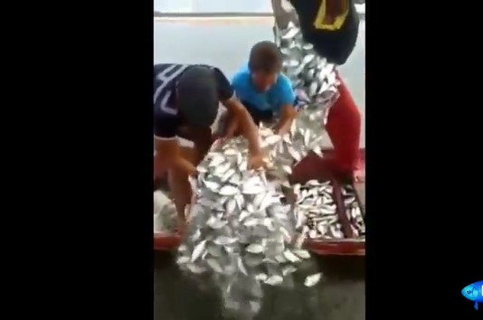 CLIP: Những pha quăng chài kéo lưới đi vào lòng người, ngư dân thỏa sức thu hoạch