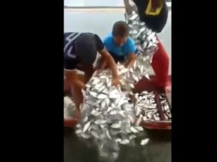 CLIP: Những pha quăng chài kéo lưới đi vào lòng người, ngư dân thỏa sức thu hoạch
