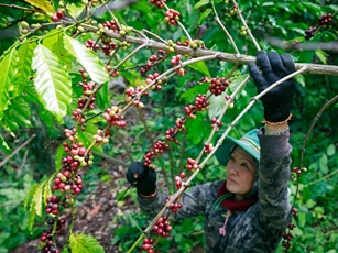 Giá nông sản ngày 2/10/2024: Hồ tiêu có thể chạm đỉnh 400.000 đồng/kg?