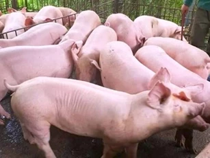 Giá heo hơi ngày 2/10/2024: Biến động từ 64.000 - 69.000 đồng/kg