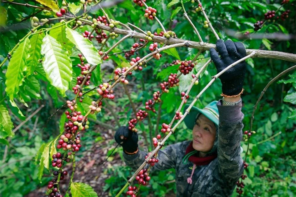 Giá nông sản ngày 30/9/2024: Cà phê giảm nhẹ, hồ tiêu ổn định