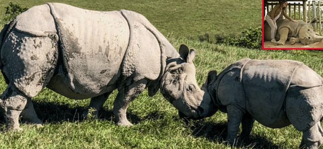 Thông tin về loài động vật quý hiếm nhất thế giới: Chỉ còn 2 cá thể, đối mặt với nguy cơ tuyệt chủng