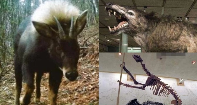 Loài thú quý hiếm nhất hành tinh tuyệt chủng 500.000 năm bỗng nhiên ‘tái xuất’, ngoại hình kỳ dị