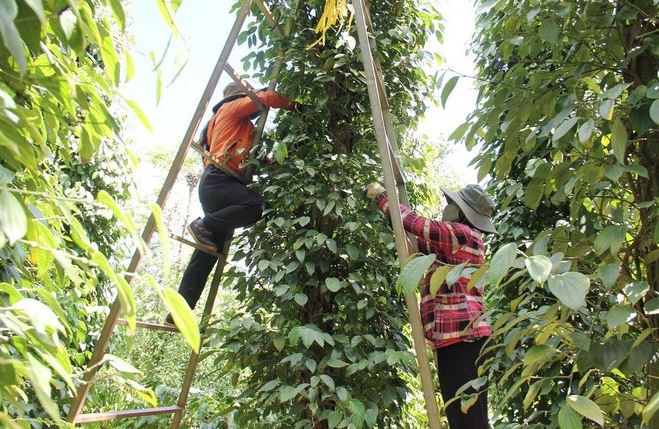 Xuất khẩu hồ tiêu cán mốc 1 tỷ USD