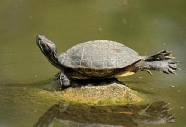 Vì sao người ta thường tìm thấy rùa 'khủng' trong giếng cổ? 
Làm sao nó có thể vào và tồn tại dưới đáy giếng sâu mà không chết?