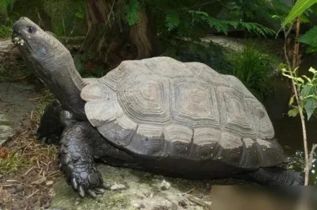 8 loài động vật sống lâu nhất trên trái đất, có loài tuổi thọ 10.000 năm, sự sống vĩnh cửu có thực sự tồn tại?