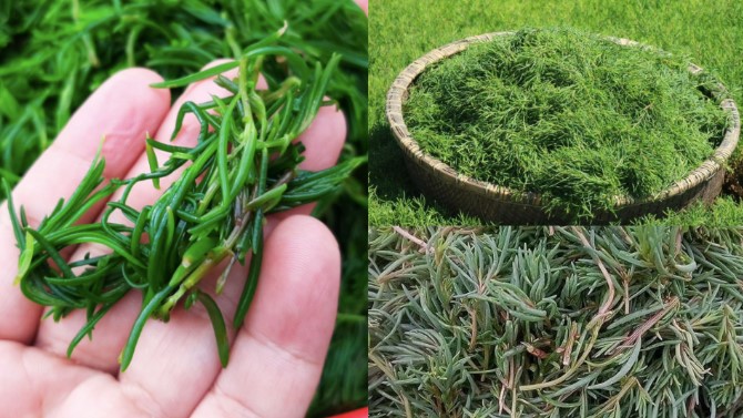 Một loại rau dại xưa nay không ai ‘ngó ngàng’, nay lại thành đặc sản bổ dưỡng khiến nhiều người mê mẩn