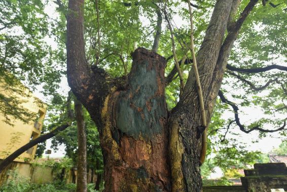 Loại cây được coi là báu vật tự nhiên tại Việt Nam, có giá hàng chục tỷ hiếm có khó mua được