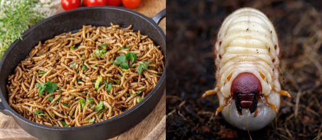 Quốc gia có tới 16 loại côn trùng làm thực phẩm, món ăn chỉ cần nhìn thôi cũng thấy sợ