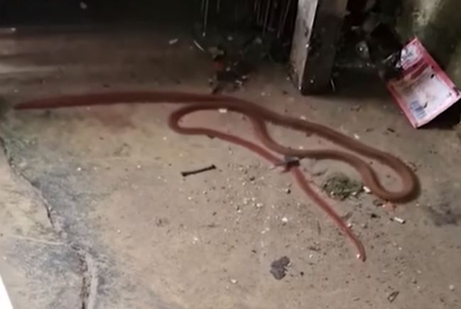 CLIP: Cộng đồng mạng hoang mang khi thấy sinh vật lạ xuất hiện sau mưa lũ