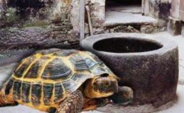Tại sao chúng ta luôn nhìn thấy rùa lớn trong giếng cổ? Làm sao rùa có thể ở dưới đáy giếng mà vẫn sống sót?