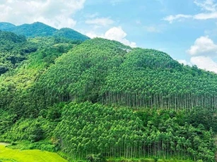 Hoàn thiện hồ sơ trình Chính phủ về thỏa thuận mua bán giảm phát thải cho Tây Nguyên, Nam Trung Bộ