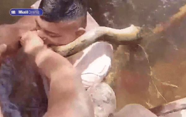 CLIP: Bị trăn 'khủng' quấn quanh người, người đàn ông dùng miệng cắn luôn con trăn và cái kết 