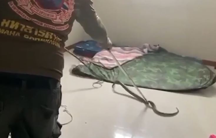 CLIP: Cái kết bất ngờ cho cậu bé đang ngủ bị rắn hổ mang cực độc cắn