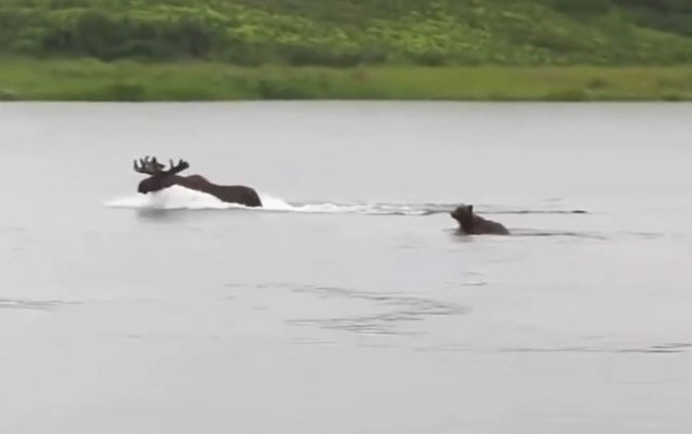 CLIP: Nai sừng tấm 'chơi đuổi bắt' cùng gấu nâu và cái kết bất ngờ