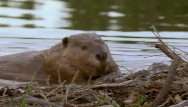 CLIP: Cánh rừng suýt bị “xóa sổ” chỉ vì một con hải ly bé nhỏ