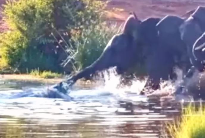 CLIP: Đang uống nước, voi bị cá sấu tung cú đớp chết chóc và cái kết bất ngờ